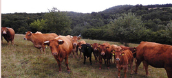 Unsere Limousins auf der Weide.